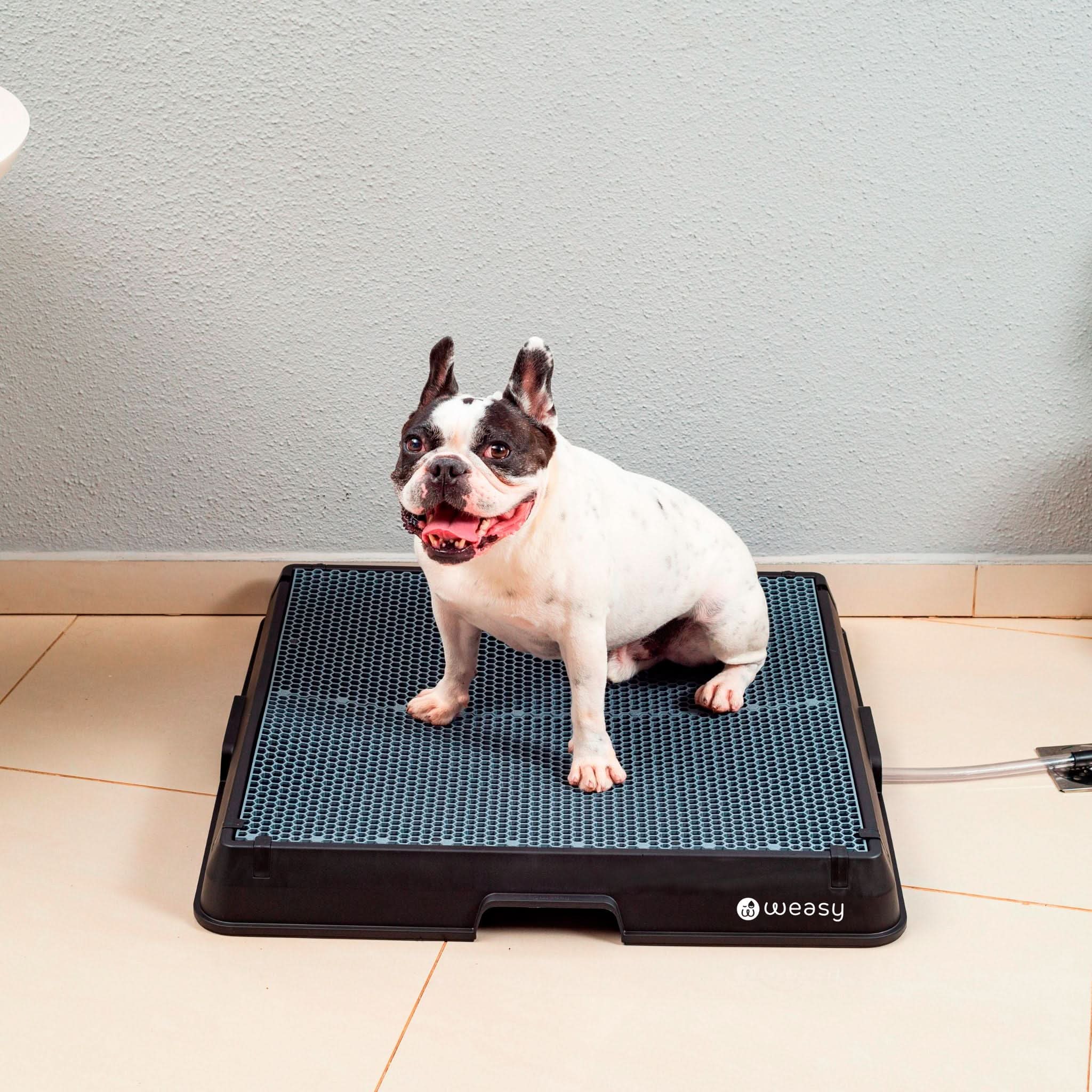 Weasy Cão | Banheiro inteligente para cachorro