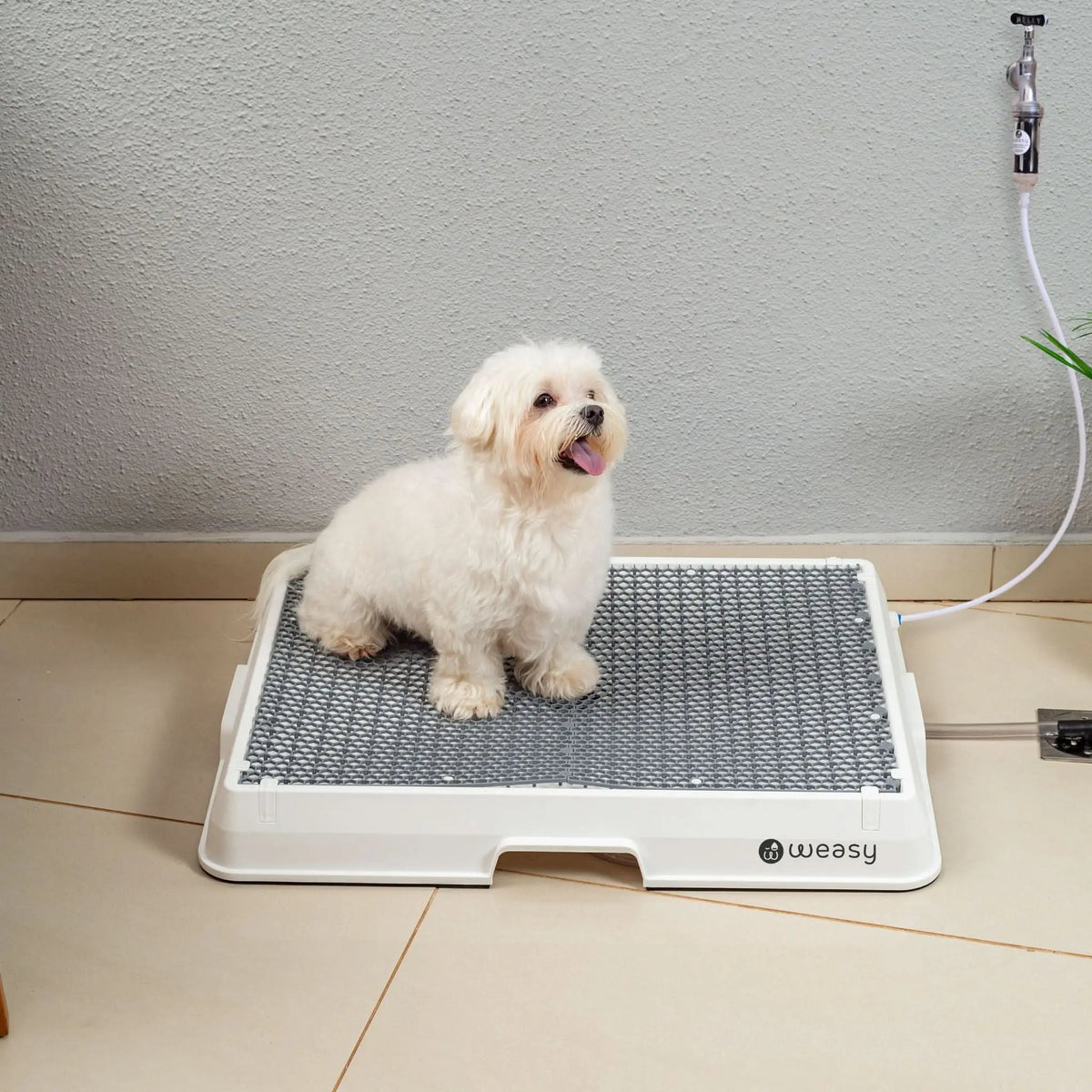 Weasy Cão | Banheiro inteligente para cachorro