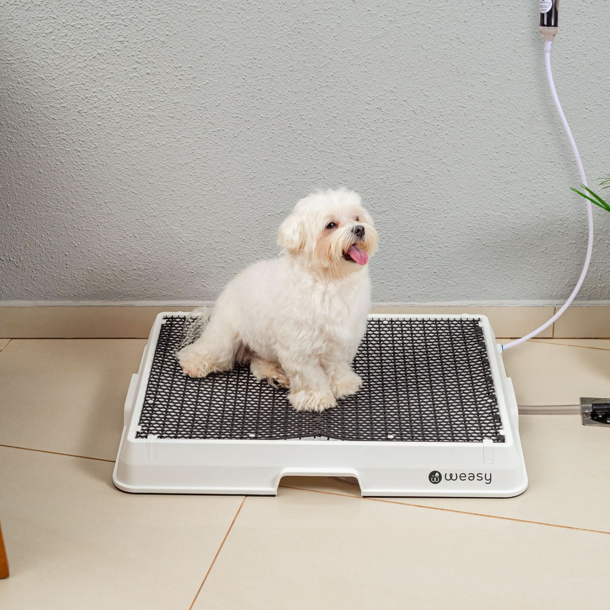 Weasy Cão | Banheiro inteligente para cachorro