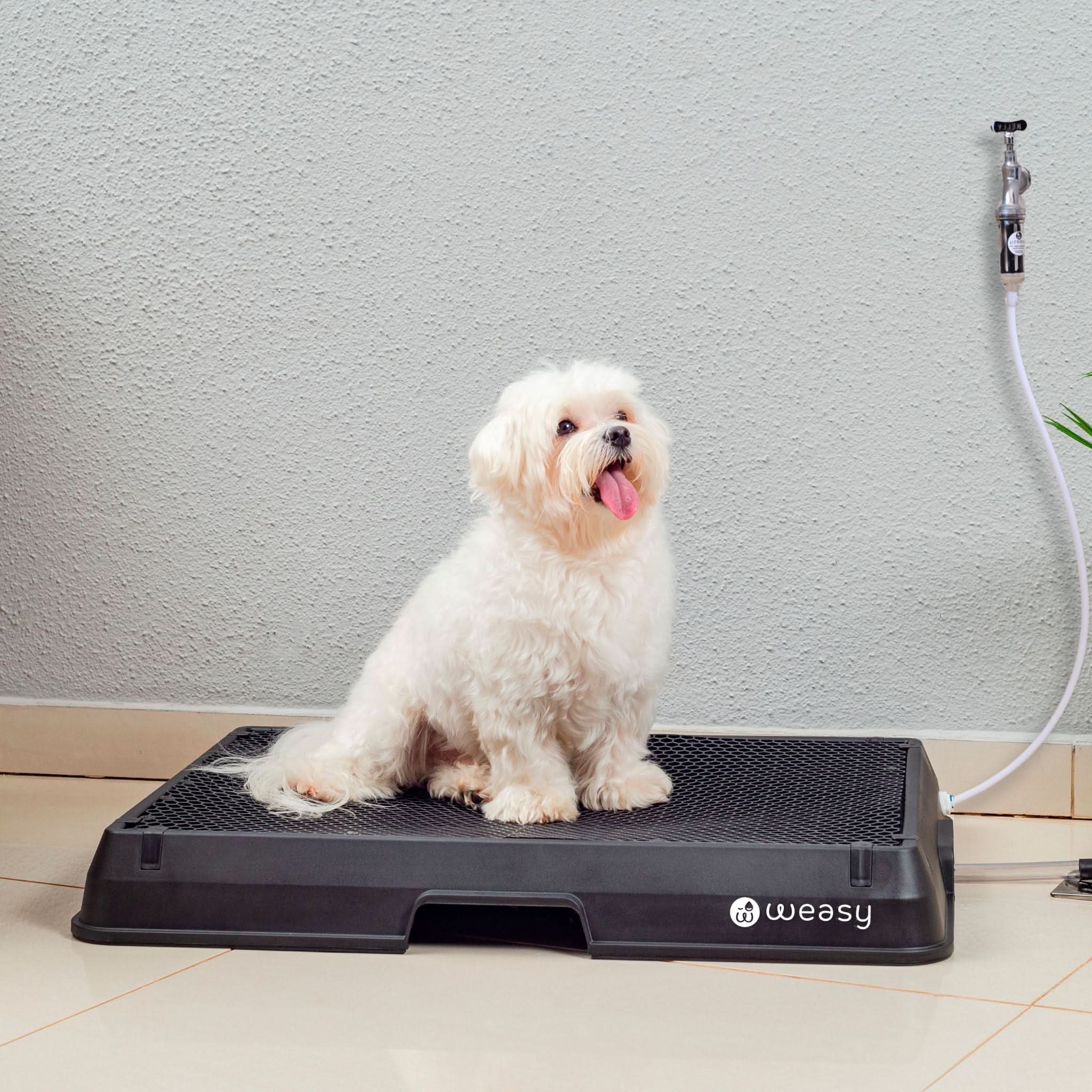 Weasy Cão | Banheiro inteligente para cachorro