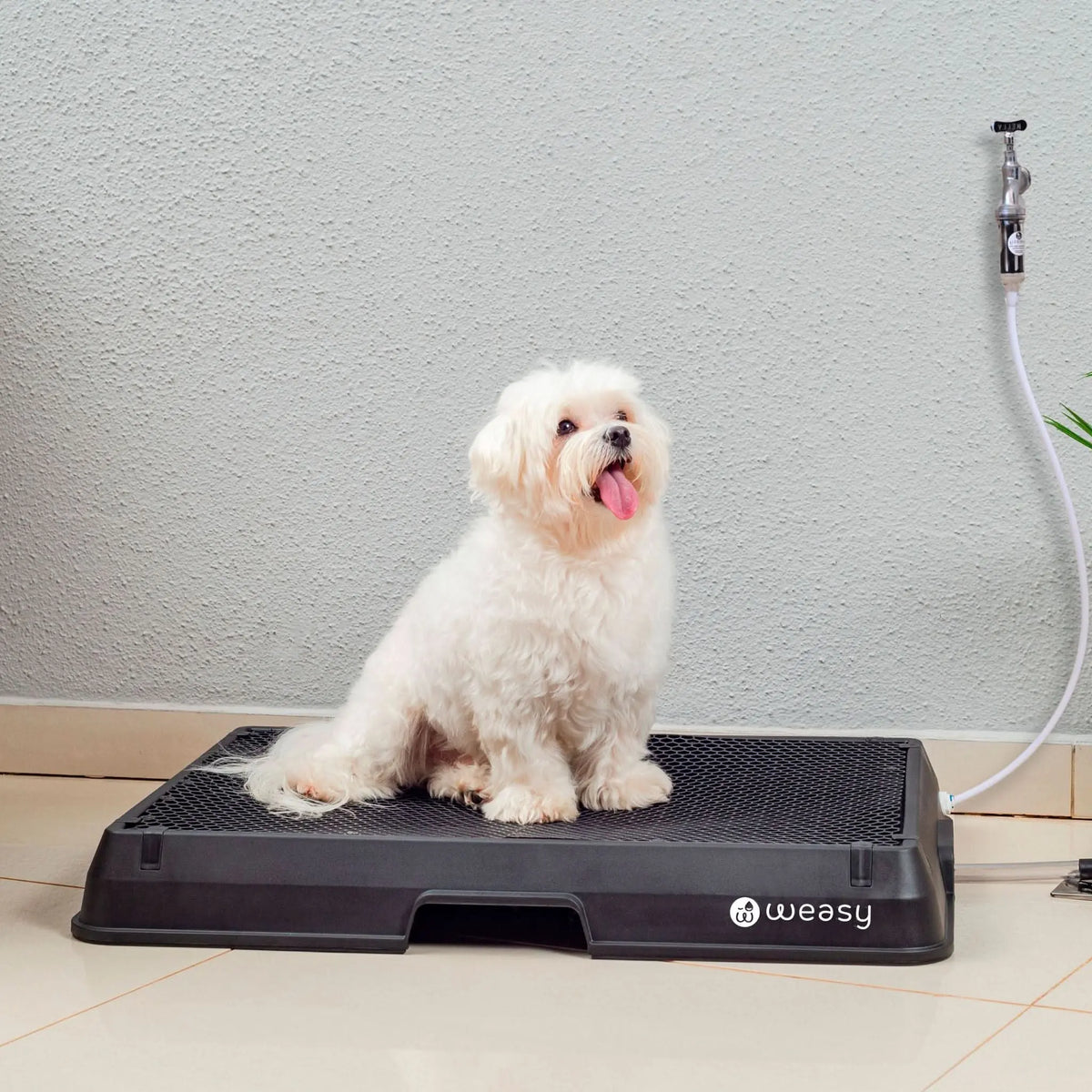 Weasy Cão | Banheiro inteligente para cachorro