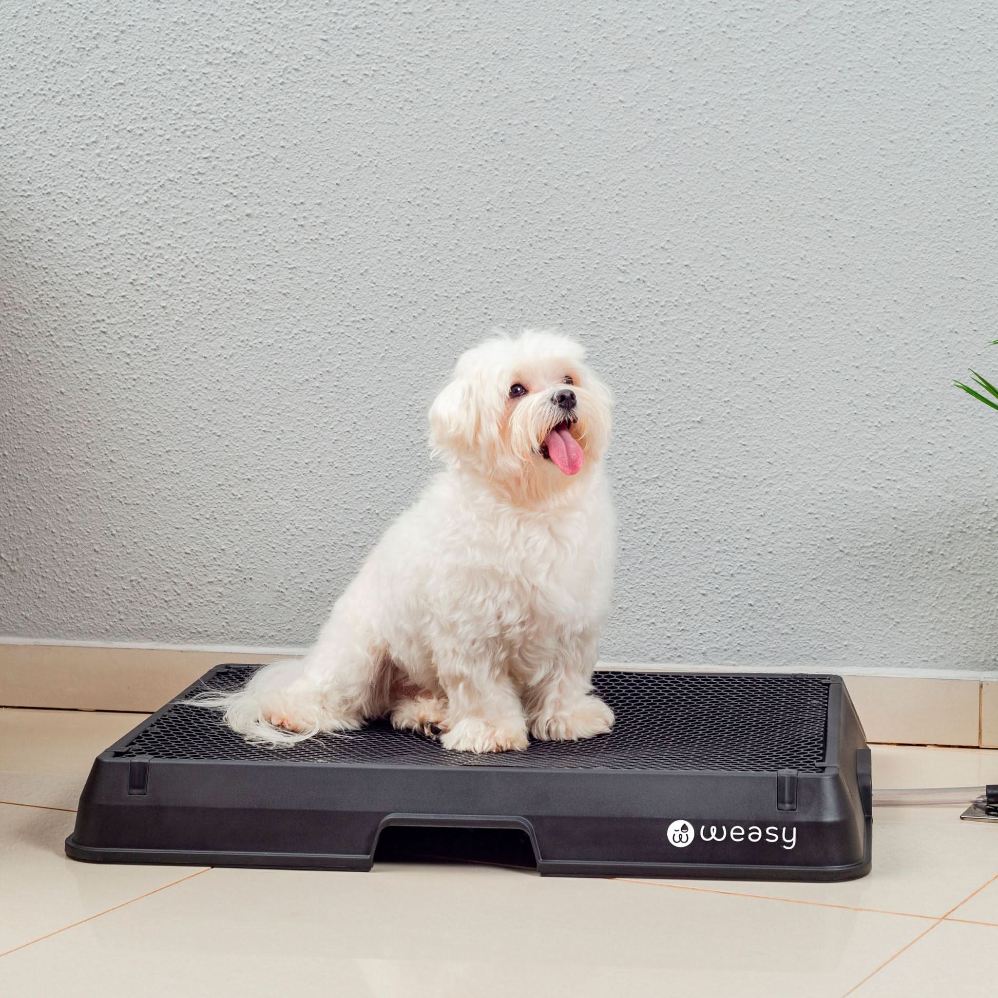 Weasy Cão | Banheiro inteligente para cachorro