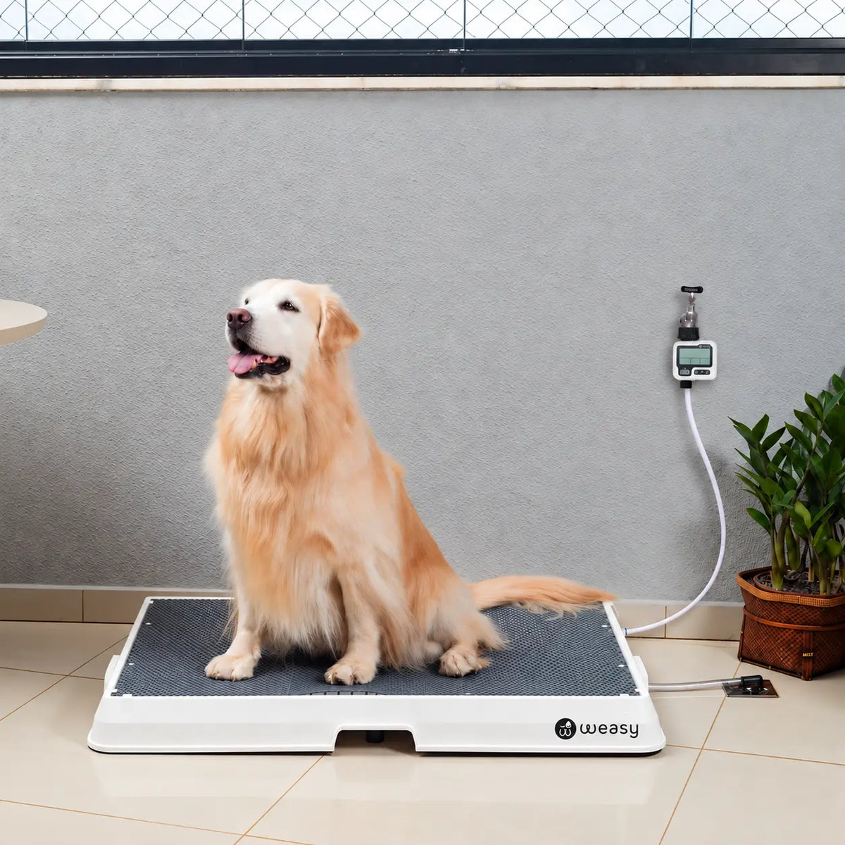 Weasy Cão | Banheiro inteligente para cachorro