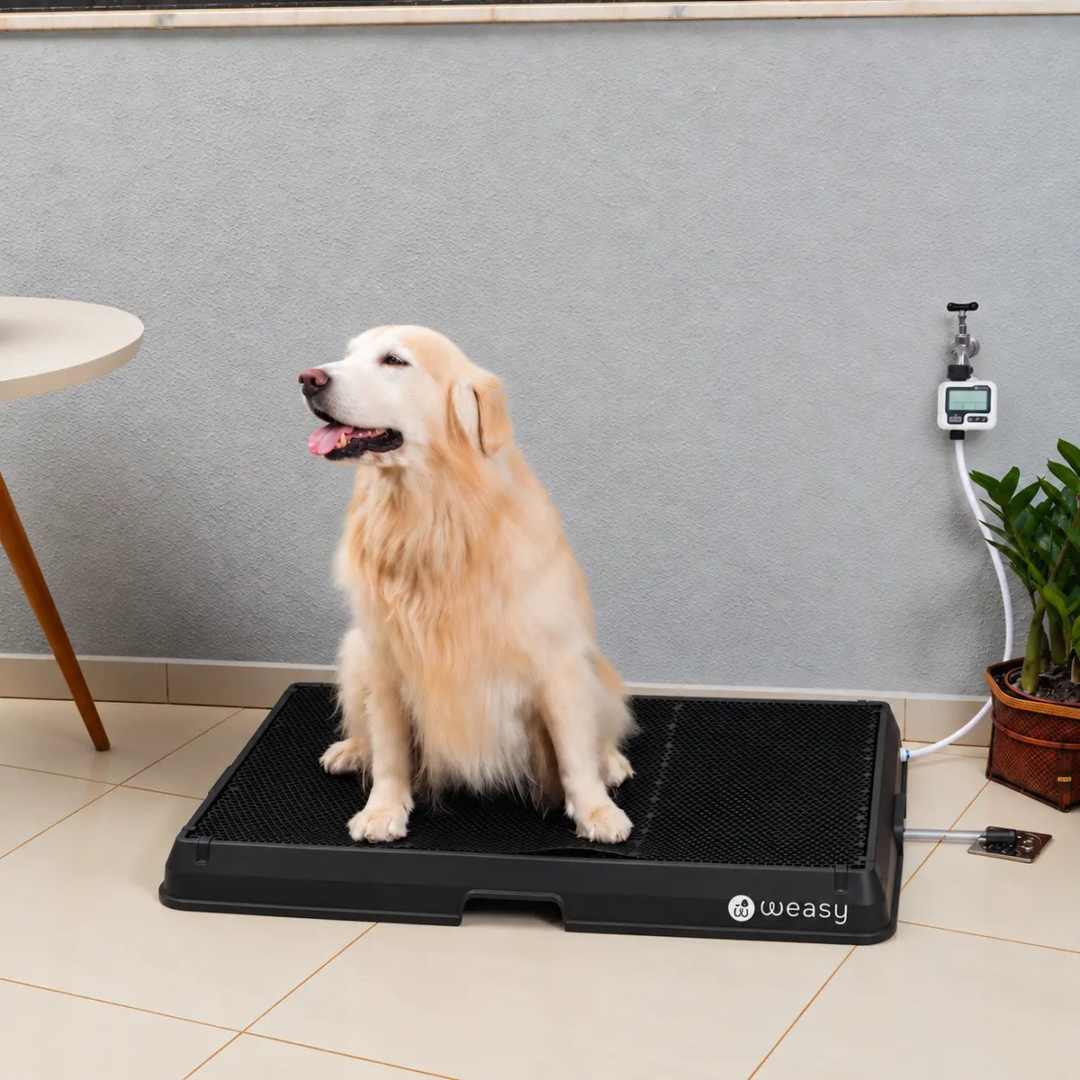 Weasy Cão | Banheiro inteligente para cachorro