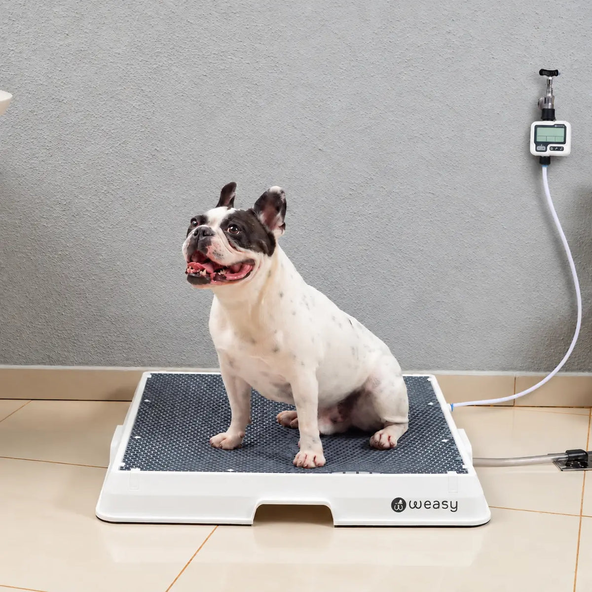 Weasy Cão | Banheiro inteligente para cachorro