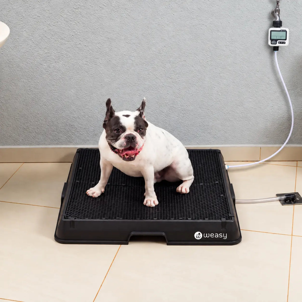 Weasy Cão | Banheiro inteligente para cachorro