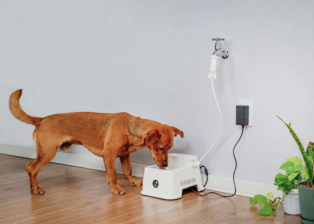 Água gelada para o seu pet. Sempre disponível.