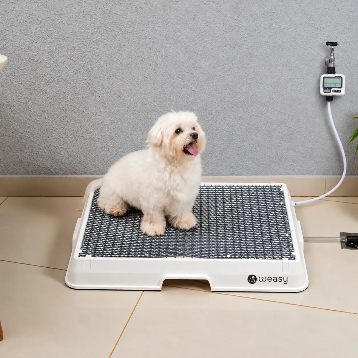 Weasy Cão | Banheiro inteligente para cachorro