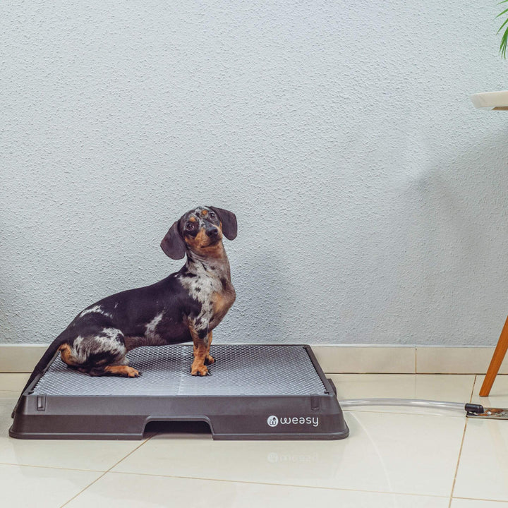 Weasy Cão | Banheiro inteligente para cachorro