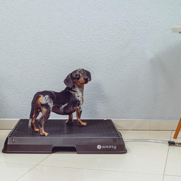 Weasy Cão | Banheiro inteligente para cachorro